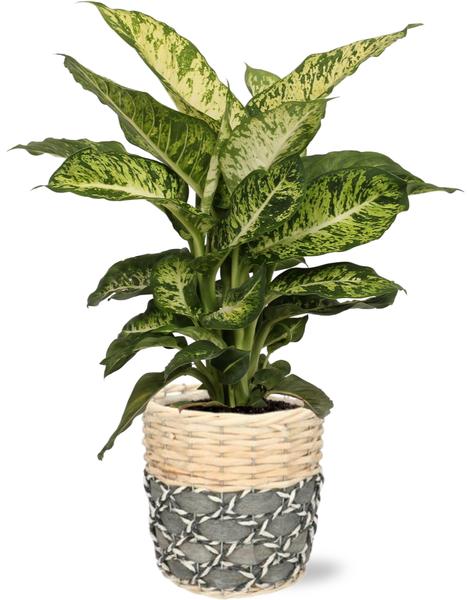 Dieffenbachia Mars - Ø17cm - ↕50cm + Lexi Pot D19x19cm - Grijs  BotanicBridge