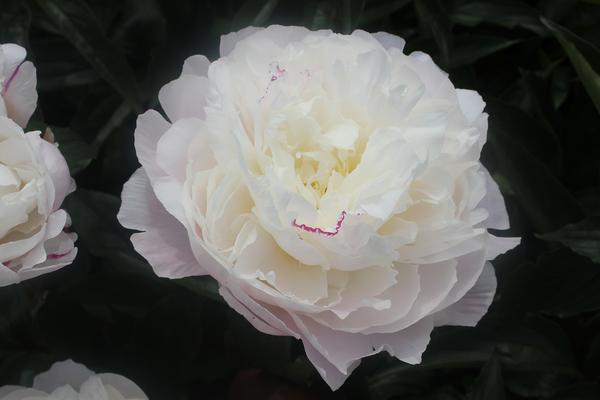 Paeonia 'Shirley Temple' - 2x  BotanicBridge