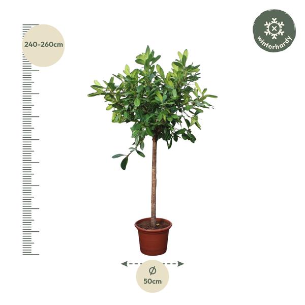 Ficus Cyathistipula boom - 250 cm - ø50  BotanicBridge