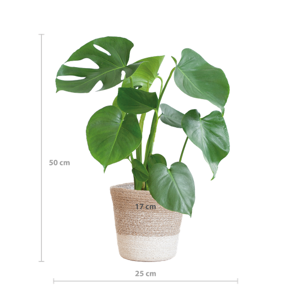 Monstera Deliciosa met Lissabon mand wit  - 50cm - Ø17  BotanicBridge