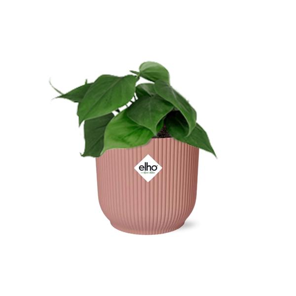 Philodendron Scandens in ELHO Vibes Fold 14cm roze  BotanicBridge