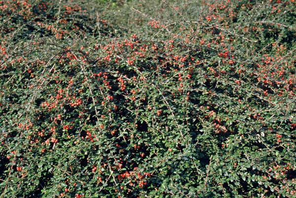 Cotoneaster suec. 'Coral Beauty' - ↕10-25cm - Ø9cm - 40x  BotanicBridge