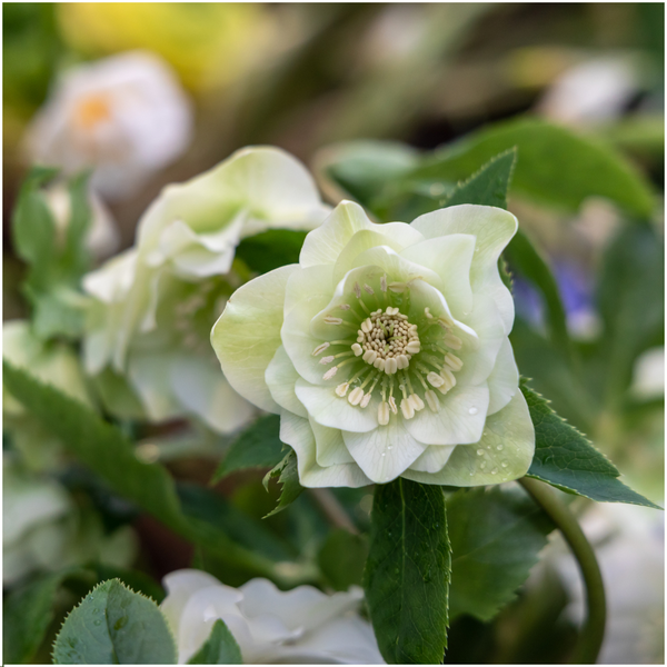 Helleborus Specials - 3 x Ø 14 cm - ↨ 25 cm  BotanicBridge