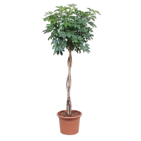 Schefflera Arboricola Compacta gevlochten stam - 190 cm - ø40  BotanicBridge