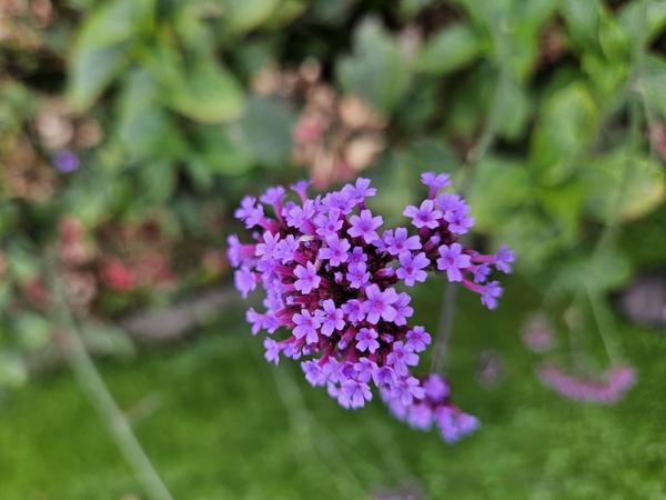 Verbena bon. 'Lollipop' - ↕10-25cm - Ø9cm - 20x  BotanicBridge