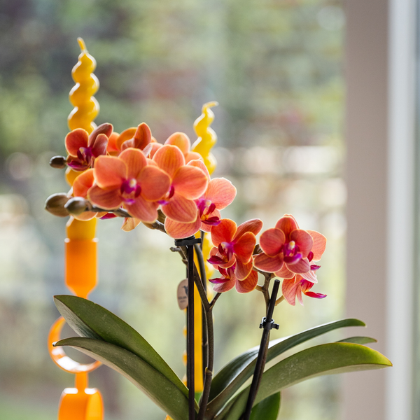 Kolibri Orchids | Oranje orchidee Bolzano + Hieroglyph sierpot off white - potmaat Ø9cm | bloeiende kamerplant - vers van de kweker  BotanicBridge