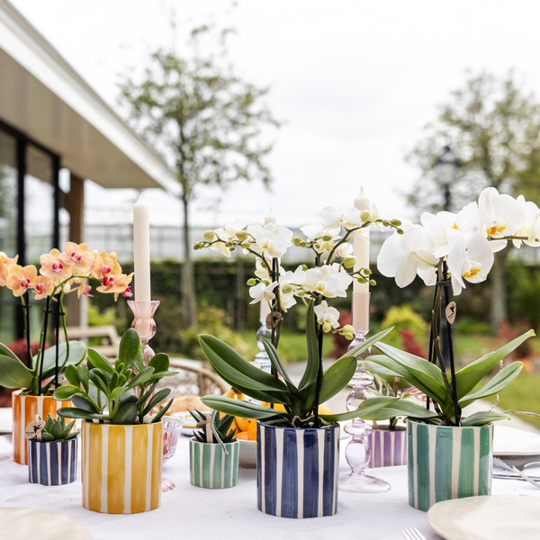 Kolibri Orchids | witte phalaenopsis orchidee Lausanne + Painted Stripe sierpot turquoise - potmaat Ø9cm | bloeiende kamerplant - vers van de kweker  BotanicBridge