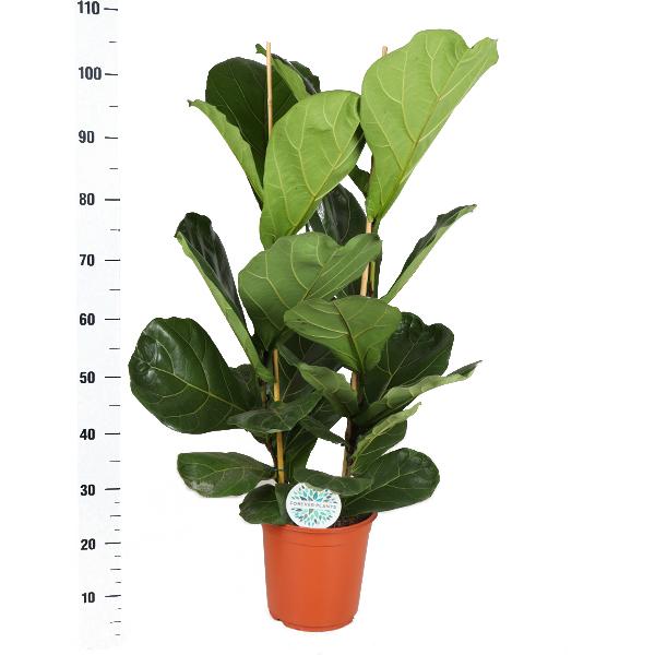 Ficus Lyrata - Ø24cm - ↕120cm  BotanicBridge