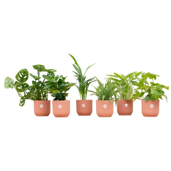 Verrassingsbox - 6 planten inclusief elho Vibes Fold Round Ø14 roze  BotanicBridge