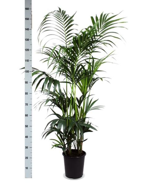 Kentia Palm Ø27cm ↕160cm in Boule TAUPE pot  BotanicBridge