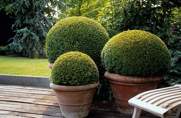 Buxus Sempervirens - ↕10-25cm - Ø9cm - 12x  BotanicBridge