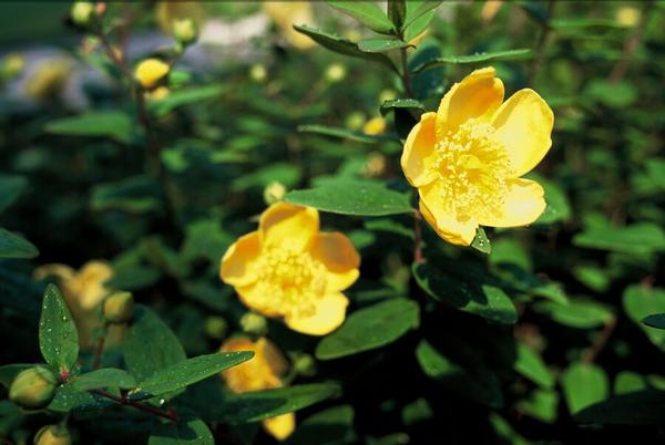 Hypericum dummeri 'Peter Dummer' - ↕10-25cm - Ø9cm - 6x  BotanicBridge