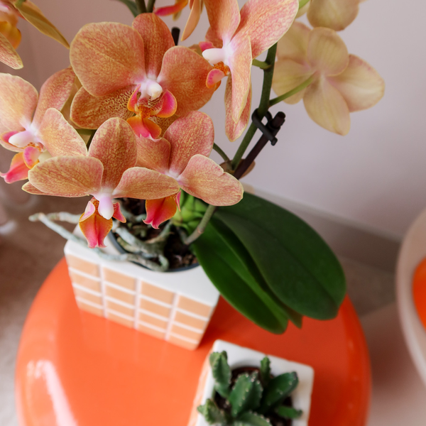 Kolibri Home | Mosa sierpot - Orange - Ø9cm  BotanicBridge