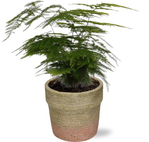 Asparagus Setaceus - Ø12cm - ↕28cm + Invorno Pot D13,5x12,5cm - Naturel  BotanicBridge