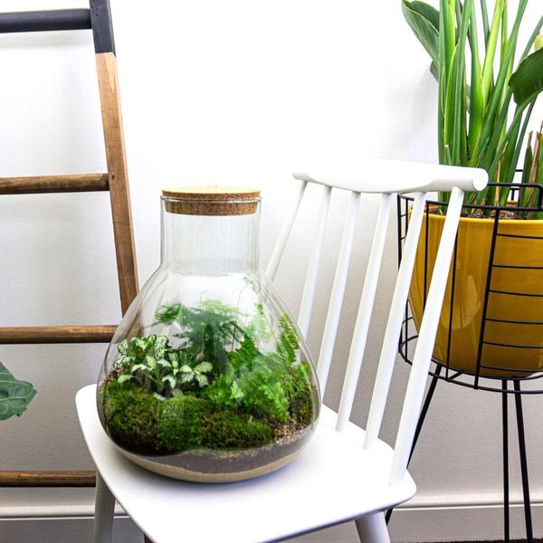 DIY terrarium - Sam XL - ↕ 35 cm - Normal  BotanicBridge