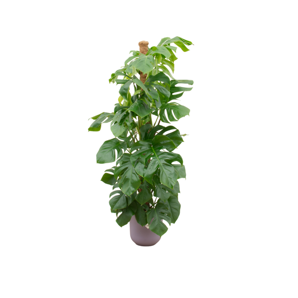 Combi deal - Monstera Pertusum XL inclusief elho Jazz Round lila Ø26 - 150 cm  BotanicBridge