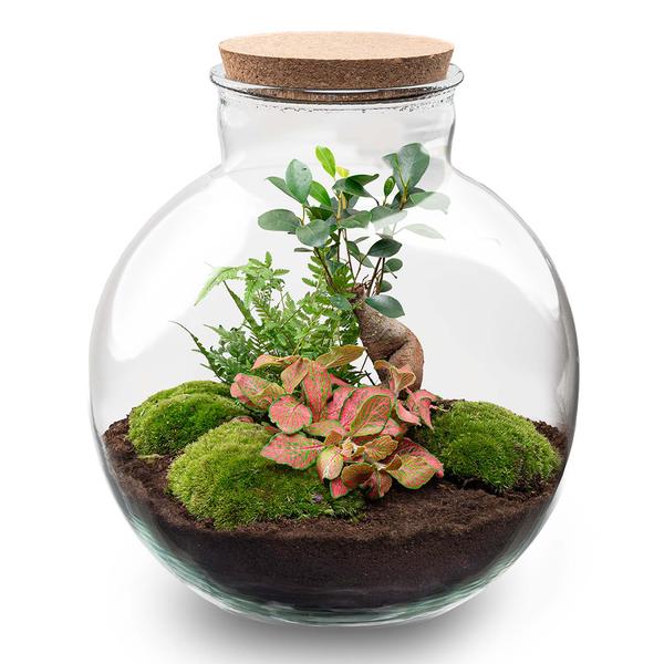 DIY terrarium - Bolder Bob Bonsai - ↕ 30 cm - Rake + Shovel + Tweezer + Scissors  BotanicBridge