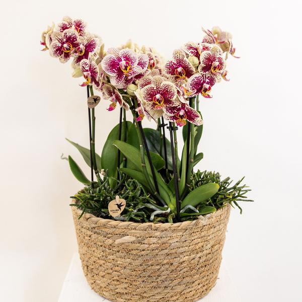 Kolibri Home - Inlay met waterreservoir met watergeeflonten voor orchideeënschaal - watergeefsysteem voor orchideeën Ø25cm - 3x9 - Jungle Bouque + 3x Watergeeflonten  BotanicBridge