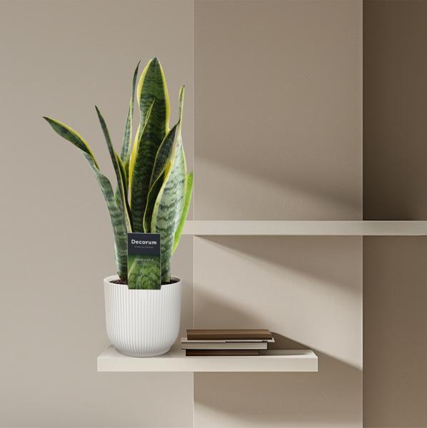 Sansevieria Laurentii - 45 cm - ø12  BotanicBridge