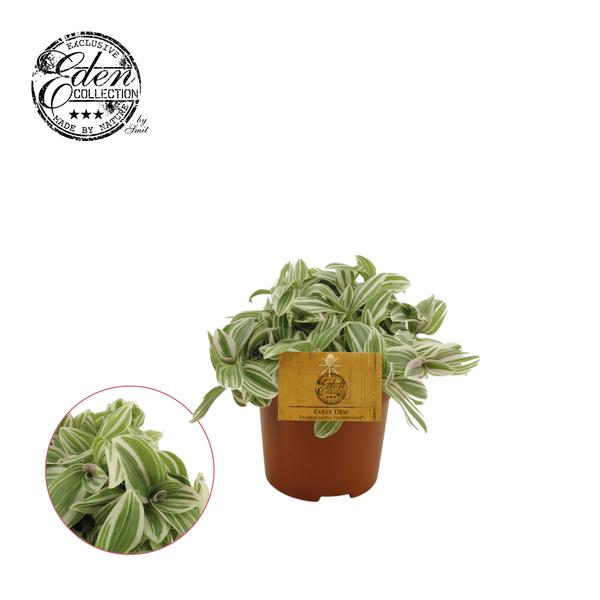 Tradescantia Tenderness - Ø10,5cm - ↕10cm  BotanicBridge