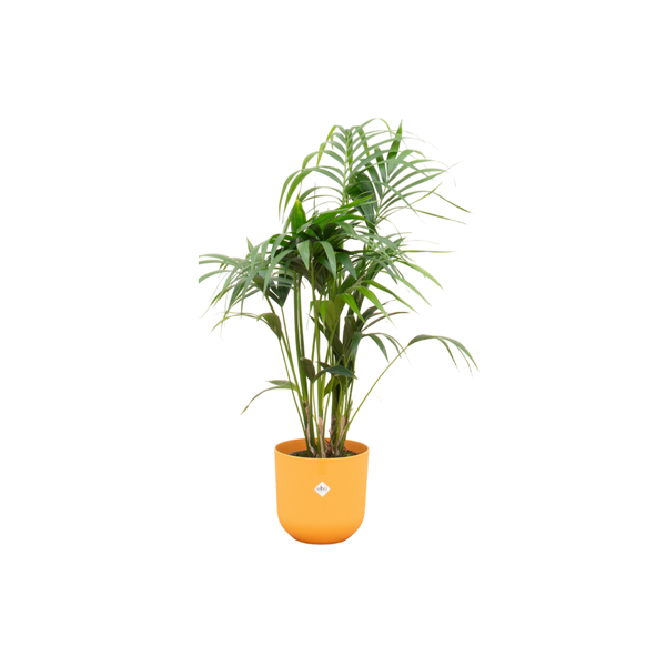 Combi deal - Kentia palm inclusief elho Jazz Round geel Ø26 - 130 cm  BotanicBridge