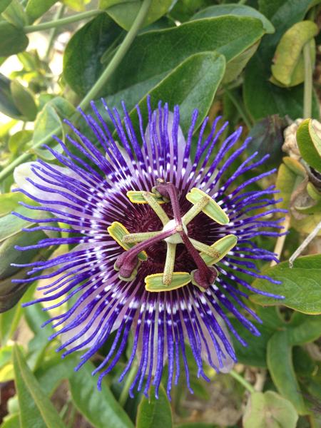 Passiflora Paars 'Purple Haze' - Ø15cm - ↕65cm  BotanicBridge