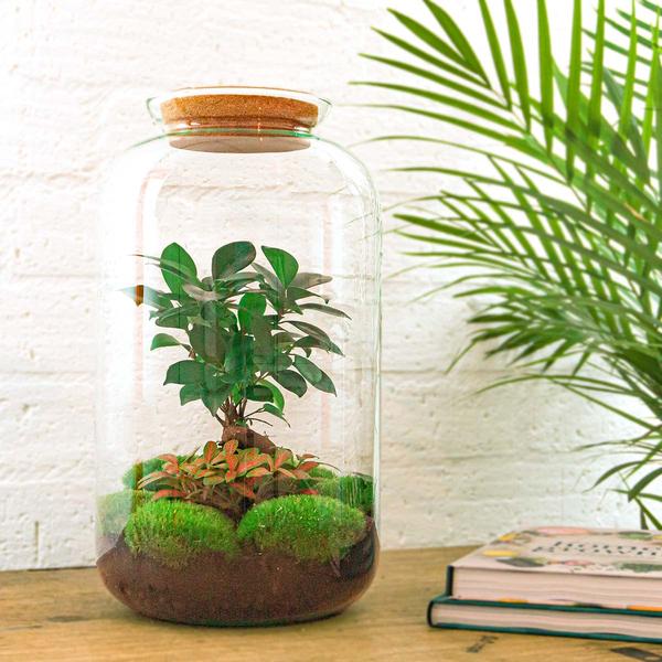 DIY terrarium - Sven Bonsai - ↕ 43 cm - Rake + Shovel + Tweezer  BotanicBridge