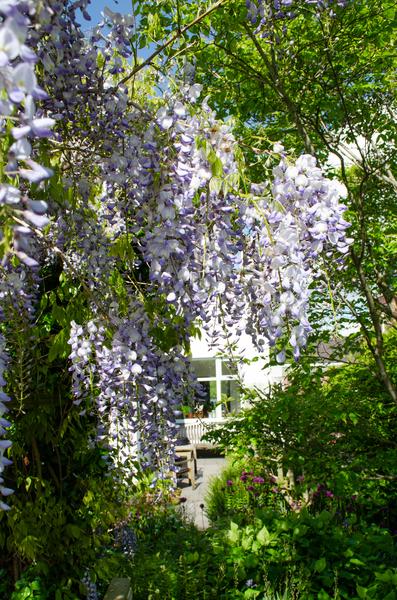 Wisteria sinensis Caroline - Paarse Regen - Ø15cm - ↕65cm  BotanicBridge