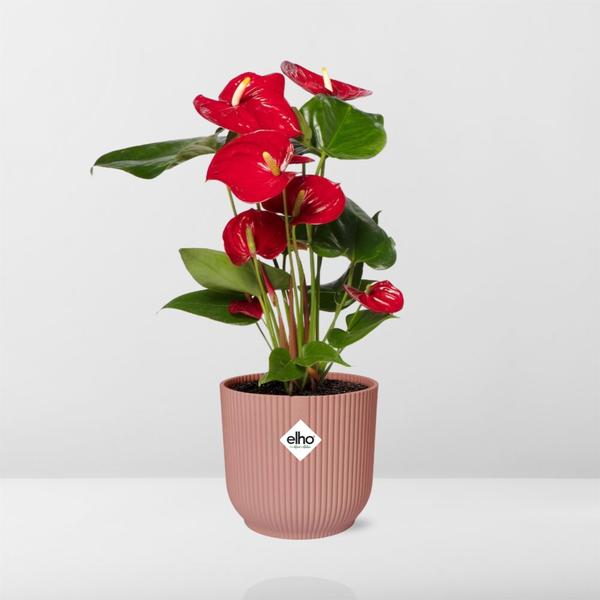 Anthurium Red 12cm in ELHO Vibes Fold 14cm roze  BotanicBridge