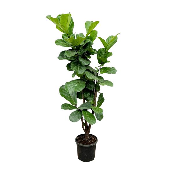 Ficus Lyrata vertakt - 180cm - ⌀32  BotanicBridge