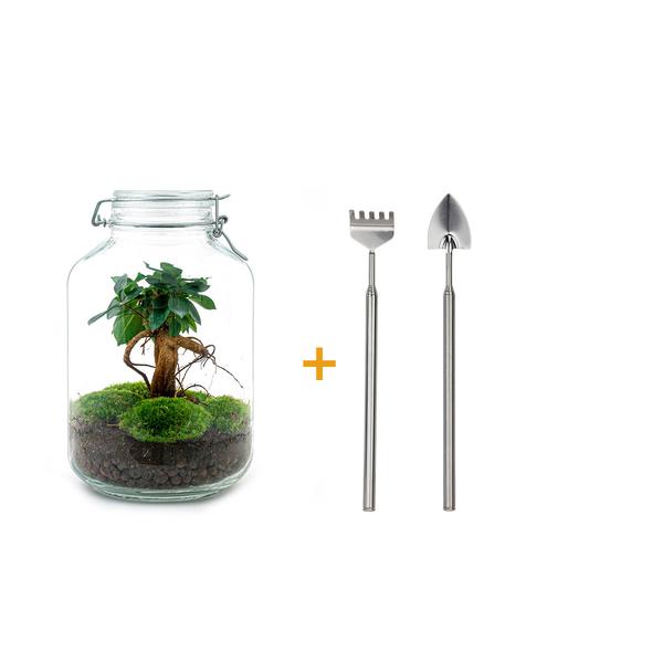 DIY terrarium - Jar - Ficus Ginseng bonsai - ↕ 28 cm - Rake + Shovel  BotanicBridge