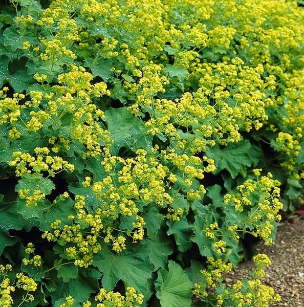 Alchemilla mollis - ↕10-25cm - Ø9cm - 20x  BotanicBridge