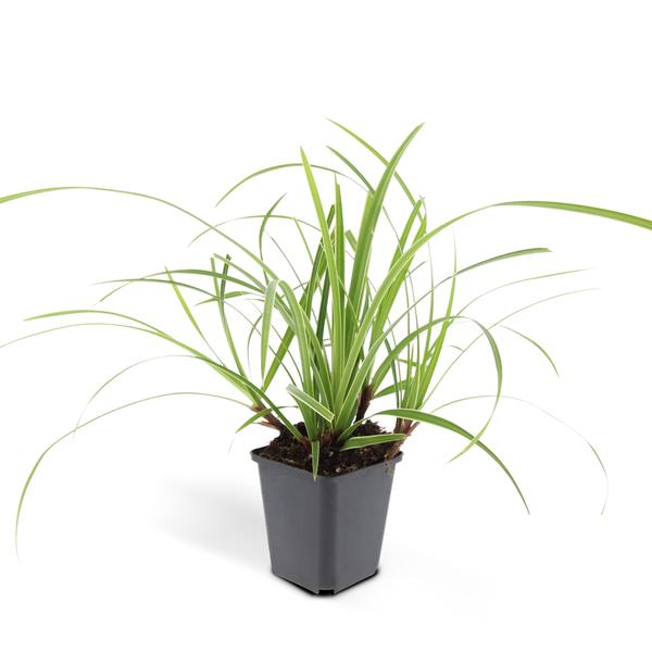 Carex morrowii 'Ice Dance' - ↕10-25cm - Ø9cm - 12x  BotanicBridge