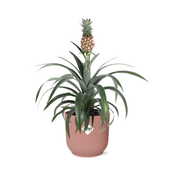 Ananas Mi Amigo in ELHO Vibes Fold 14cm roze  BotanicBridge