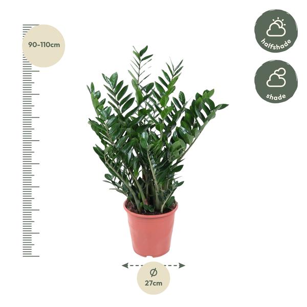 Zamioculcas Zamiifolia - 100 cm - ø27  BotanicBridge