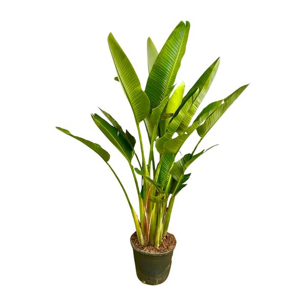 Strelitzia Augusta multi stam XXL - 225 cm - ø40  BotanicBridge