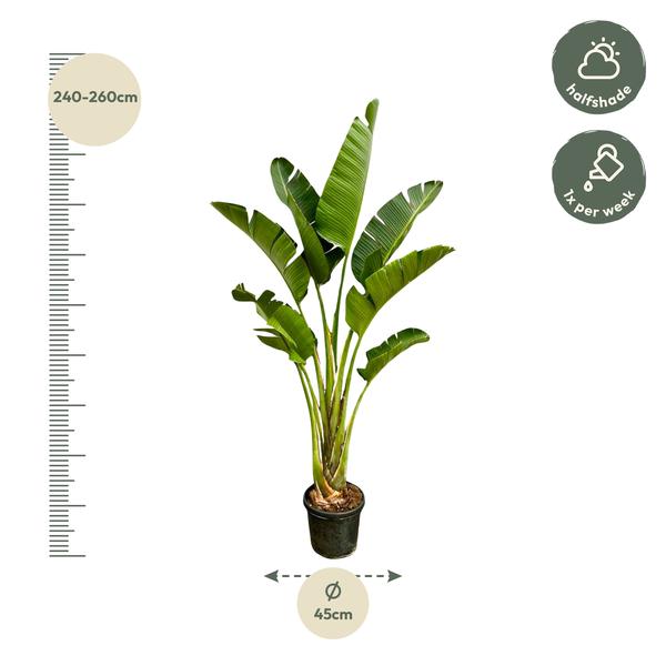 Strelitzia Augusta - 250cm - ⌀45  BotanicBridge