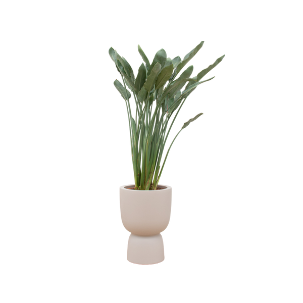 Combi deal - Strelitzia Reginae inclusief elho Pure Coupe beige Ø41 - 190 cm  BotanicBridge