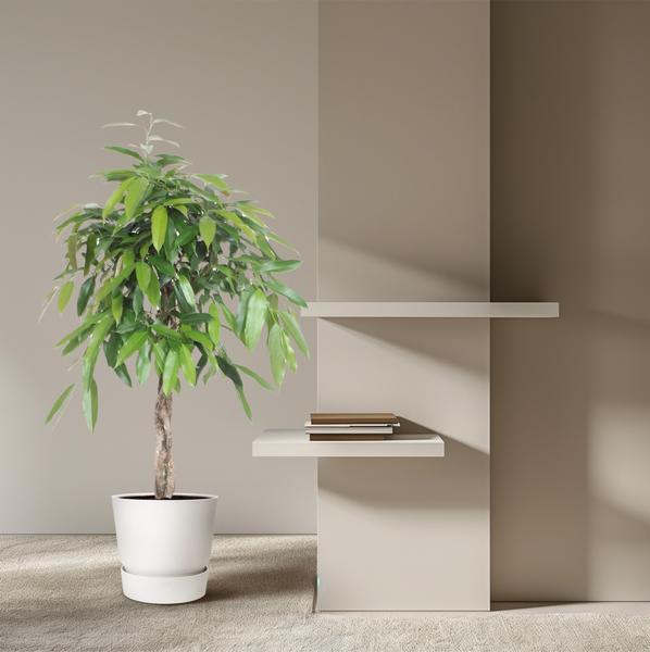 Ficus Amstel King gevlochten stam - 140 cm - ø30  BotanicBridge