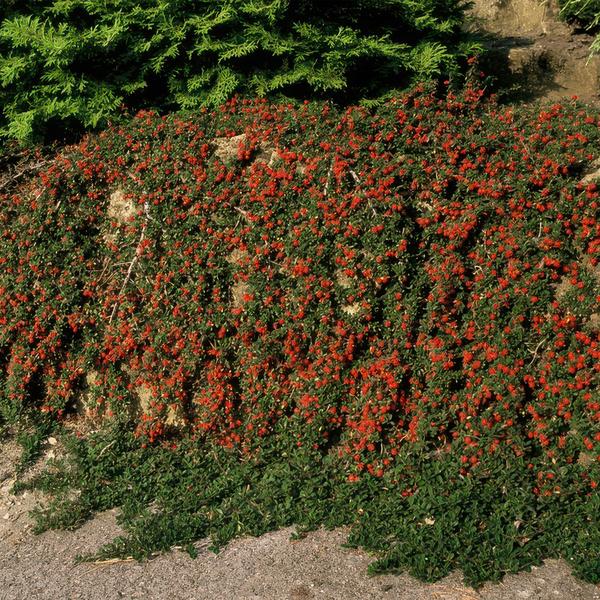 Cotoneaster pr. 'Queen of Carpets' - ↕10-25cm - Ø9cm - 40x  BotanicBridge