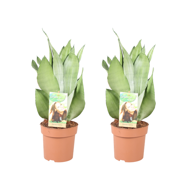 Sansevieria Moonshine - 2 stuks - Ø14cm - ↕40cm  BotanicBridge