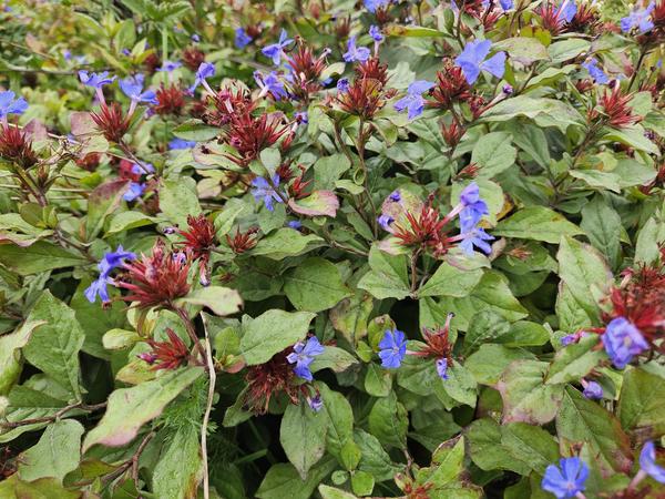 Ceratostigma plumbaginoides  - ↕10-25cm - Ø9cm - 40x  BotanicBridge