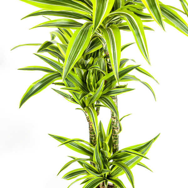 Dracaena Deremensis Lemon Lime Ø24cm - ↕140cm  BotanicBridge