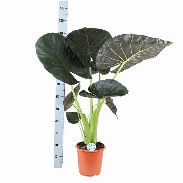 Alocasia Regal Shield Ø24cm - ↕110cm  BotanicBridge