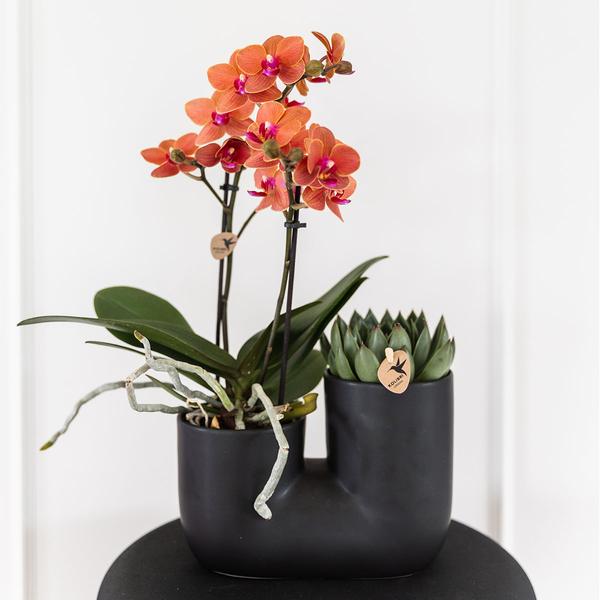 Kolibri Orchids | Set van oranje orchidee Bolzano en succulent in Tube sierpot black - potmaat Ø9cm | bloeiende kamerplant - vers van de kweker  BotanicBridge