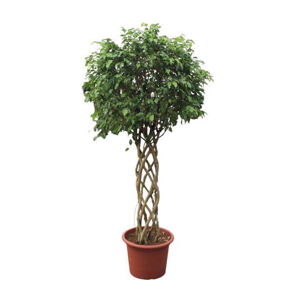 Ficus Benjamina Exotica gevlochten stam - 250 cm - ø55  BotanicBridge