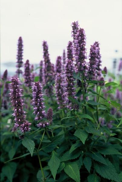 Agastache 'Blue Fortune' - ↕10-25cm - Ø9cm - 12x  BotanicBridge