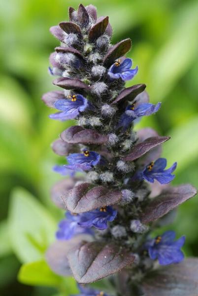 Ajuga reptans 'Catlin's Giant' - ↕10-25cm - Ø9cm - 20x  BotanicBridge