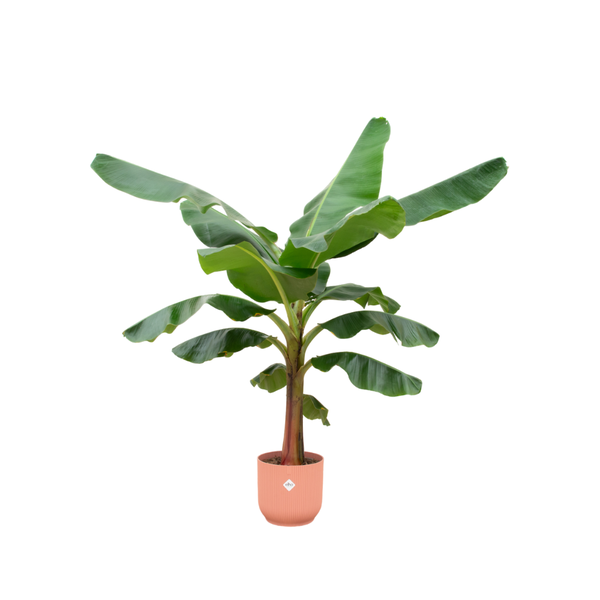 Combi deal - Bananenplant (Musa) inclusief elho Vibes Fold Round roze Ø30 - 150 cm  BotanicBridge