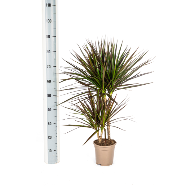 Dracaena Marginata Magenta Ø17cm - ↕60cm  BotanicBridge